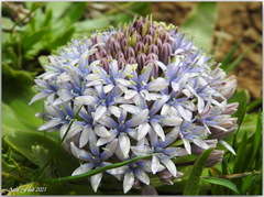 Scilla peruviana