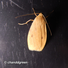 Paralithosia shaowuica