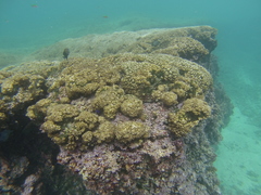 Stegastes acapulcoensis