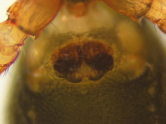 Gnathonarium dentatum