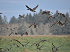 Branta hutchinsii
