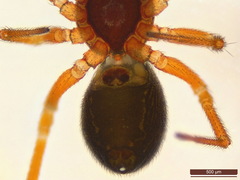 Gnathonarium dentatum