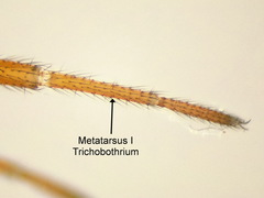 Gnathonarium dentatum