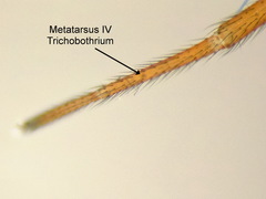 Gnathonarium dentatum