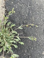 Holosteum umbellatum