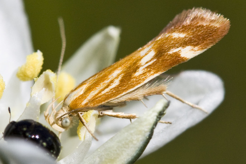 Mirificarma eburnella