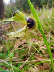 Iris pumila attica