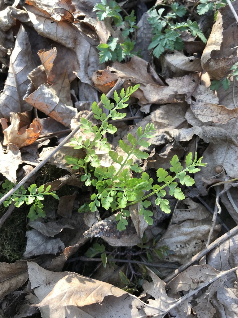 lowland brittle fern from Clark County, USOH, US on April 04, 2021 at