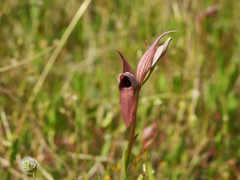 Serapias strictiflora