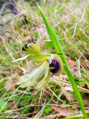 Iris pumila attica