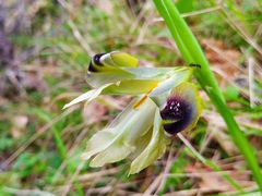 Iris pumila attica