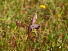 Serapias strictiflora
