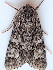 Acronicta impressa
