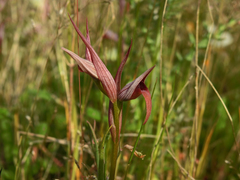 Serapias strictiflora