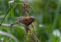 Sporophila cinnamomea