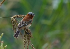 Sporophila cinnamomea