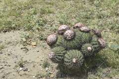 Melocactus curvispinus