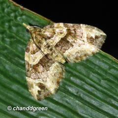 Chaetolopha incurvata