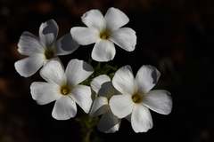 Oxalis bifurca angustiloba