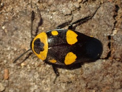 Thyrsocera spectabilis