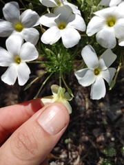 Oxalis bifurca angustiloba