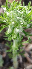 Oxalis bifurca angustiloba