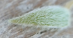 Oxalis bifurca angustiloba