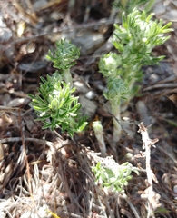 Oxalis bifurca angustiloba