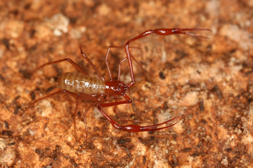 Neobisium tuzetae · iNaturalist