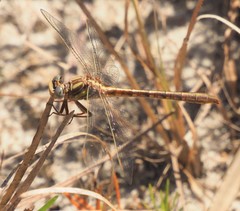 Phanogomphus minutus