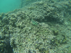 Halichoeres chierchiae