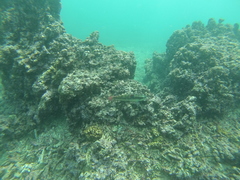 Halichoeres chierchiae