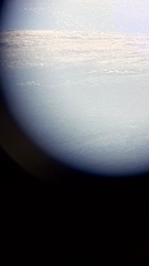 Centrocercus minimus