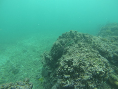 Halichoeres chierchiae