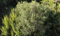 Passerina montana
