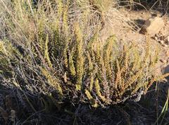 Cheilanthes hirta hirta