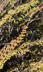 Cheilanthes hirta hirta