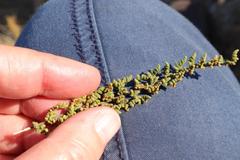 Cheilanthes hirta hirta