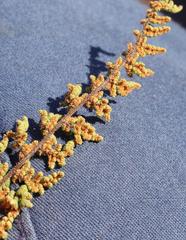 Cheilanthes hirta hirta