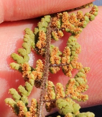 Cheilanthes hirta hirta