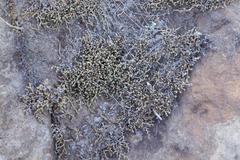 Selaginella caffrorum