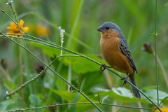 Sporophila hypoxantha