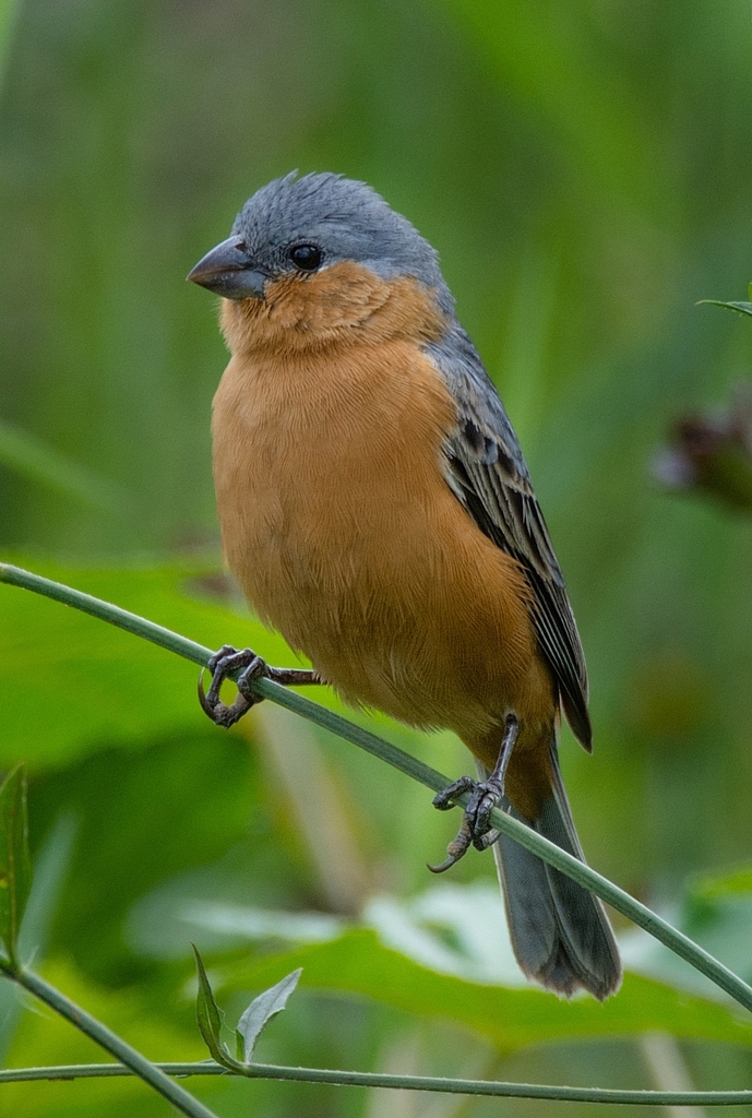 Tawny-Bellied Seedeater