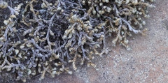 Selaginella caffrorum
