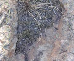 Selaginella caffrorum