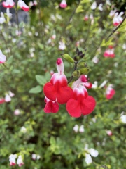 Salvia × jamensis