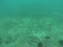 Mulloidichthys dentatus