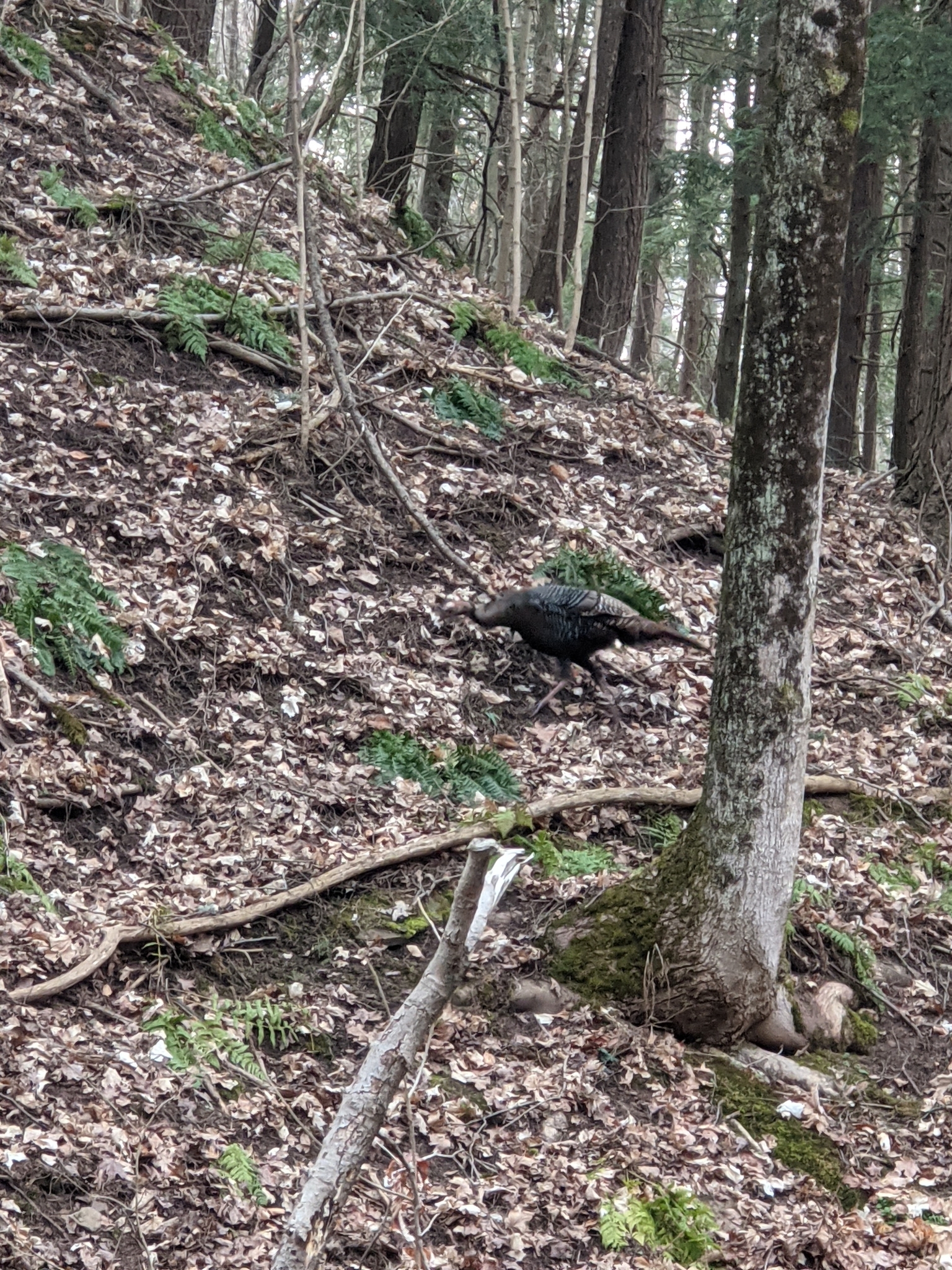 Wild Turkey