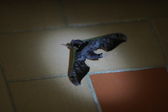Adhemarius sexoculata
