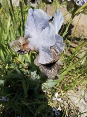 Iris hermona